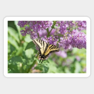 Yellow Swallowtail Butterfly and Purple Flowers Sticker